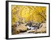 Fall Foliage at Creek, Eastern Sierra Foothills, California, USA-Tom Norring-Framed Photographic Print