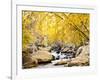 Fall Foliage at Creek, Eastern Sierra Foothills, California, USA-Tom Norring-Framed Photographic Print