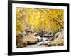 Fall Foliage at Creek, Eastern Sierra Foothills, California, USA-Tom Norring-Framed Photographic Print