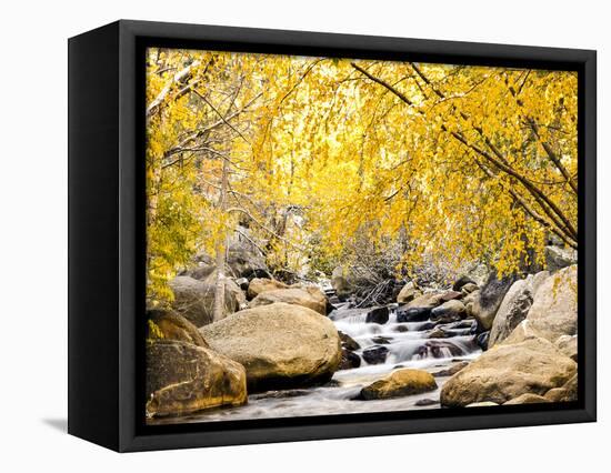 Fall Foliage at Creek, Eastern Sierra Foothills, California, USA-Tom Norring-Framed Stretched Canvas