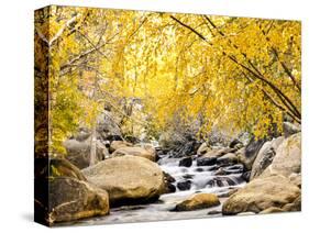 Fall Foliage at Creek, Eastern Sierra Foothills, California, USA-Tom Norring-Stretched Canvas