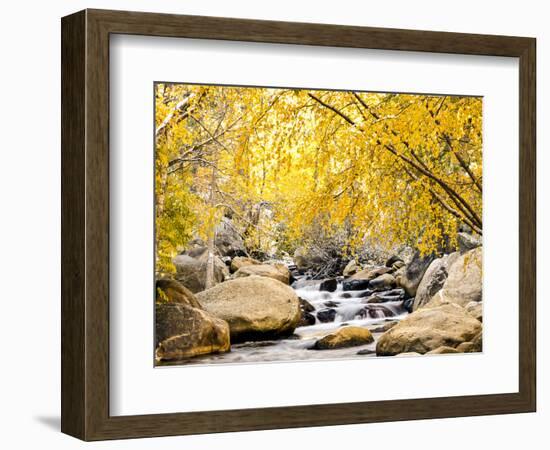 Fall Foliage at Creek, Eastern Sierra Foothills, California, USA-Tom Norring-Framed Photographic Print