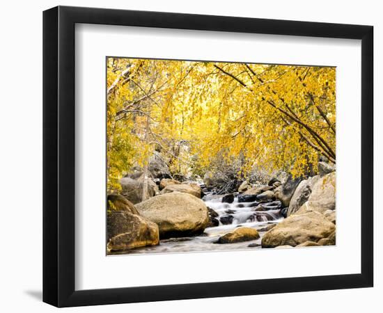 Fall Foliage at Creek, Eastern Sierra Foothills, California, USA-Tom Norring-Framed Photographic Print