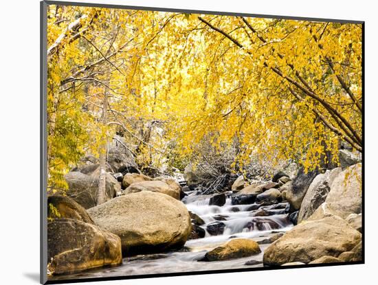 Fall Foliage at Creek, Eastern Sierra Foothills, California, USA-Tom Norring-Mounted Photographic Print