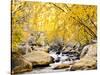 Fall Foliage at Creek, Eastern Sierra Foothills, California, USA-Tom Norring-Stretched Canvas