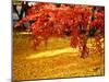 Fall Foliage at Eikando Temple in Kyoto, Japan.-SeanPavonePhoto-Mounted Photographic Print