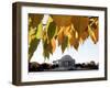 Fall Foliage Frames the Jefferson Memorial on the Tidal Basin Near the White House-Ron Edmonds-Framed Photographic Print