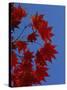 Fall Foliage, Hokkaido, Japan-Gavin Hellier-Stretched Canvas
