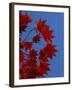 Fall Foliage, Hokkaido, Japan-Gavin Hellier-Framed Photographic Print