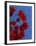 Fall Foliage, Hokkaido, Japan-Gavin Hellier-Framed Photographic Print