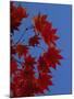 Fall Foliage, Hokkaido, Japan-Gavin Hellier-Mounted Photographic Print