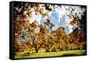 Fall Foliage in Central Park - In the Style of Oil Painting-Philippe Hugonnard-Framed Stretched Canvas