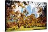 Fall Foliage in Central Park - In the Style of Oil Painting-Philippe Hugonnard-Stretched Canvas