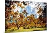 Fall Foliage in Central Park - In the Style of Oil Painting-Philippe Hugonnard-Mounted Giclee Print