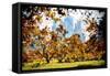 Fall Foliage in Central Park - In the Style of Oil Painting-Philippe Hugonnard-Framed Stretched Canvas