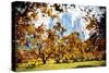 Fall Foliage in Central Park - In the Style of Oil Painting-Philippe Hugonnard-Stretched Canvas