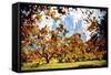 Fall Foliage in Central Park - In the Style of Oil Painting-Philippe Hugonnard-Framed Stretched Canvas