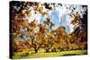 Fall Foliage in Central Park - In the Style of Oil Painting-Philippe Hugonnard-Stretched Canvas