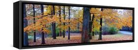 Fall foliage in Eagle Creek Park, Indianapolis, Indiana, USA-Anna Miller-Framed Stretched Canvas