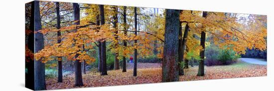 Fall foliage in Eagle Creek Park, Indianapolis, Indiana, USA-Anna Miller-Stretched Canvas