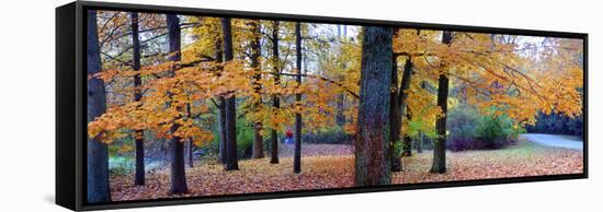 Fall foliage in Eagle Creek Park, Indianapolis, Indiana, USA-Anna Miller-Framed Stretched Canvas