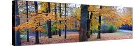 Fall foliage in Eagle Creek Park, Indianapolis, Indiana, USA-Anna Miller-Stretched Canvas