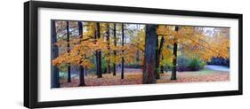 Fall foliage in Eagle Creek Park, Indianapolis, Indiana, USA-Anna Miller-Framed Premium Photographic Print