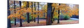 Fall foliage in Eagle Creek Park, Indianapolis, Indiana, USA-Anna Miller-Mounted Photographic Print