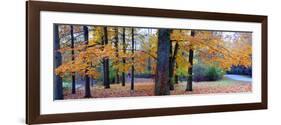 Fall foliage in Eagle Creek Park, Indianapolis, Indiana, USA-Anna Miller-Framed Photographic Print