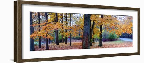 Fall foliage in Eagle Creek Park, Indianapolis, Indiana, USA-Anna Miller-Framed Photographic Print