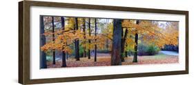 Fall foliage in Eagle Creek Park, Indianapolis, Indiana, USA-Anna Miller-Framed Photographic Print