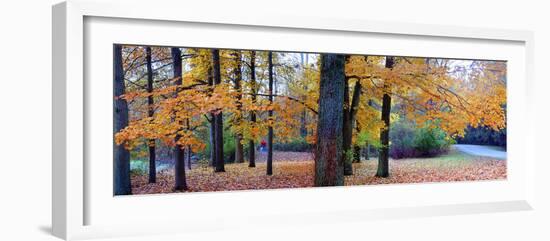 Fall foliage in Eagle Creek Park, Indianapolis, Indiana, USA-Anna Miller-Framed Photographic Print