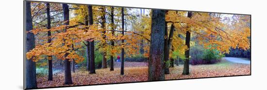 Fall foliage in Eagle Creek Park, Indianapolis, Indiana, USA-Anna Miller-Mounted Photographic Print