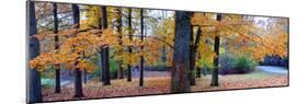 Fall foliage in Eagle Creek Park, Indianapolis, Indiana, USA-Anna Miller-Mounted Photographic Print