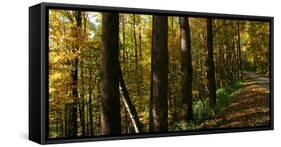 Fall foliage in Smoky Mountains National Park, Tennessee, USA-Anna Miller-Framed Stretched Canvas