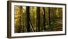 Fall foliage in Smoky Mountains National Park, Tennessee, USA-Anna Miller-Framed Photographic Print