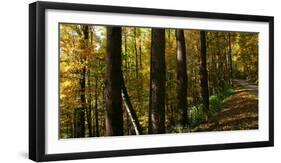 Fall foliage in Smoky Mountains National Park, Tennessee, USA-Anna Miller-Framed Photographic Print