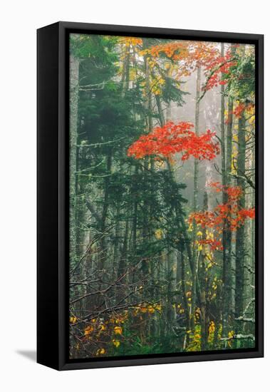 Fall Foliage in the Mist, Maine, New England-Vincent James-Framed Stretched Canvas