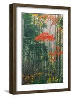Fall Foliage in the Mist, Maine, New England-Vincent James-Framed Photographic Print