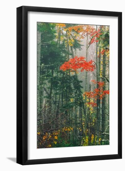 Fall Foliage in the Mist, Maine, New England-Vincent James-Framed Photographic Print