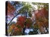 Fall Foliage near Fall Creek Falls State Park, Tennessee, USA-Diane Johnson-Stretched Canvas