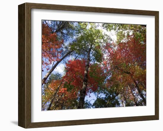 Fall Foliage near Fall Creek Falls State Park, Tennessee, USA-Diane Johnson-Framed Photographic Print