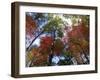 Fall Foliage near Fall Creek Falls State Park, Tennessee, USA-Diane Johnson-Framed Photographic Print