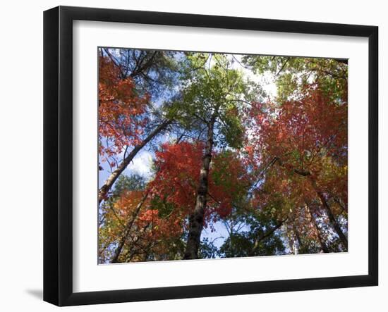 Fall Foliage near Fall Creek Falls State Park, Tennessee, USA-Diane Johnson-Framed Photographic Print