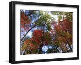 Fall Foliage near Fall Creek Falls State Park, Tennessee, USA-Diane Johnson-Framed Photographic Print