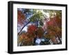 Fall Foliage near Fall Creek Falls State Park, Tennessee, USA-Diane Johnson-Framed Photographic Print