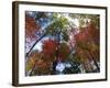 Fall Foliage near Fall Creek Falls State Park, Tennessee, USA-Diane Johnson-Framed Photographic Print