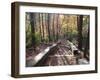 Fall Foliage near Fall Creek Falls State Park, Tennessee, USA-Diane Johnson-Framed Photographic Print