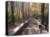 Fall Foliage near Fall Creek Falls State Park, Tennessee, USA-Diane Johnson-Stretched Canvas