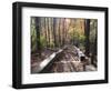 Fall Foliage near Fall Creek Falls State Park, Tennessee, USA-Diane Johnson-Framed Photographic Print